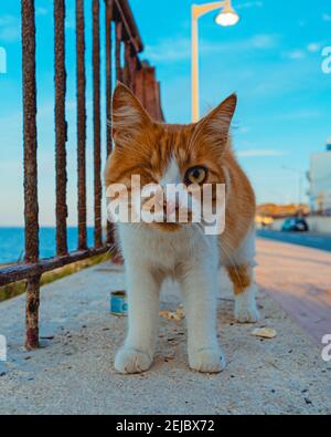 Piratenkatze Stockfoto