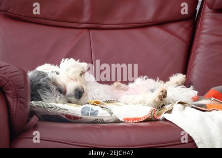 Hund auf dem Sofa kühlen Stockfoto