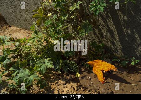 Bittergourd oder Balsambirne über gereift auf grün wachsenden frischen Pflanze. Grüne Bittermelone verwandelte sich in orange gelbe Farbe aufgrund überreifer Split offen Stockfoto