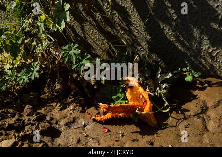 Bittergourd oder Balsambirne über gereift auf grün wachsenden frischen Pflanze. Grüne Bittermelone verwandelte sich in orange gelbe Farbe aufgrund überreifer Split offen Stockfoto