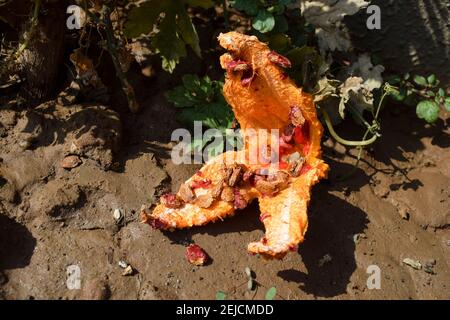 Bittergourd oder Balsambirne über gereift auf grün wachsenden frischen Pflanze. Grüne Bittermelone verwandelte sich in orange gelbe Farbe aufgrund überreifer Split offen Stockfoto