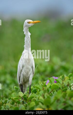 Rinderreiher - Bubulcus ibis, schöne gemeinsame Weißreiher aus der ganzen Welt Sümpfe und Grasland, Sri Lanka. Stockfoto