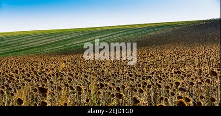 Riesige Landschaft mit Sonnenblumenfeldern unter einem klaren blauen Himmel am späten Nachmittag Stockfoto