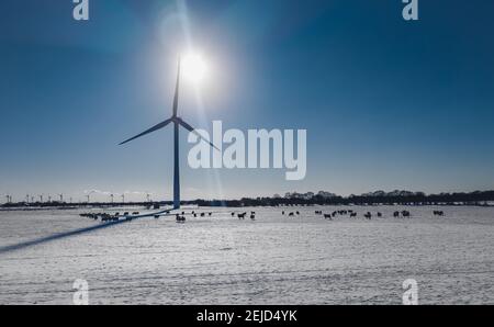 Windpark duing Winter mit Schafen auf einem Feld Stockfoto