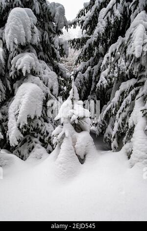 Winterlandschaft mit Bäumen und Schnee an einem bewölkten Tag im Erzgebirge. Stockfoto