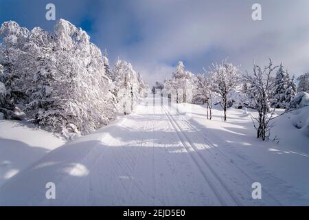 Winterlandschaft mit Bäumen, Schnee und einer Langlaufloipe an einem sonnigen Tag im Erzgebirge. Stockfoto