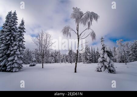 Winterlandschaft mit Bäumen und Schnee an einem bewölkten Tag im Erzgebirge. Stockfoto