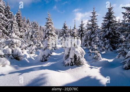 Winterlandschaft mit Bäumen und Schnee an einem sonnigen Tag im Erzgebirge. Stockfoto