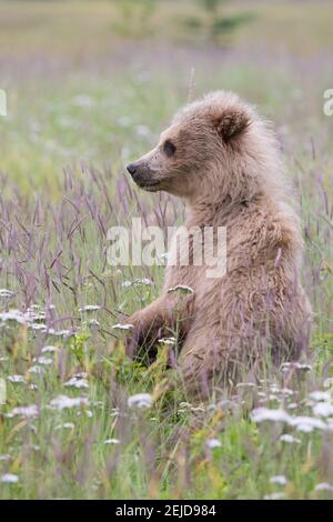 Ein Braunbärenjunges steht für eine bessere Sicht in einem Feld von Wildblumen. Lake Clark National Park, AK. Stockfoto