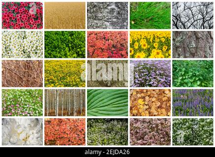 ?ollage mit verschiedenen natürlichen Texturen. Volle Größe. Stockfoto