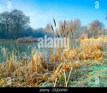 Bullen rauscht, am ländlichen See, Winter, Stockfoto