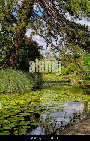 Blick auf Park im Sommer mit Seerosen in einem Teich und Bäume Stockfoto