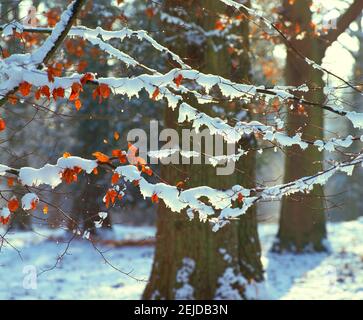 Wald, Schneeszene, Stockfoto