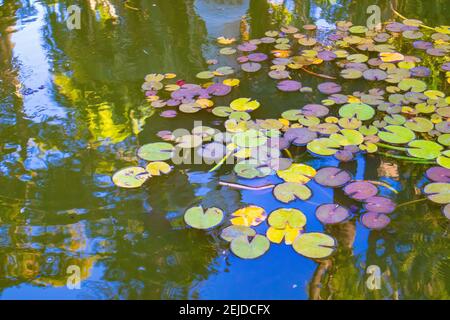 Gärten- Kapstadt, Südafrika - 19-02-2021 Bunte Seerosen schweben an einem ruhigen Nachmittag auf dem Wasser eines Teiches in Cape Town Gardens. Stockfoto
