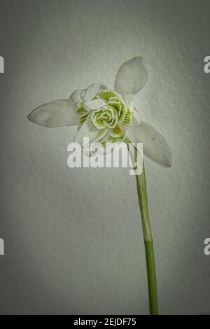 Einzelne Schneeglöpfenblume mit doppelt blühtem Kopf Stockfoto