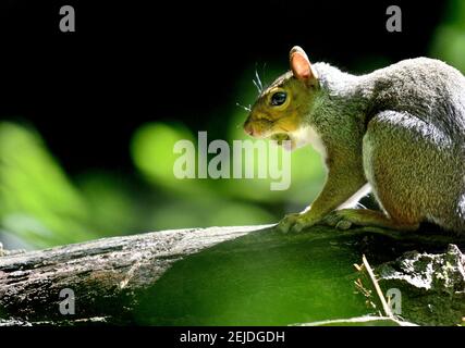 Graues Eichhörnchen (Ostgraues Eichhörnchen / Graues Eichhörnchen) Sciurus carolinensis - mit einer Haselnuss im Mund. Kent, Großbritannien, Stockfoto