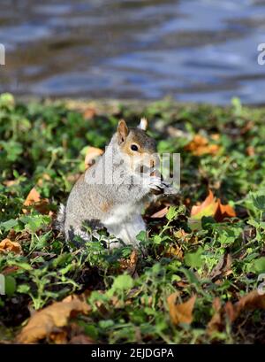 Graues Eichhörnchen (Ostgraues Eichhörnchen / Graues Eichhörnchen) Sciurus carolinensis. Eine Nuss essen. St James's Park, London, Großbritannien. Stockfoto