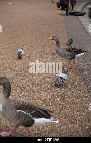 Ente und Tauben am Ufer eines Flusses Stockfoto