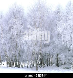 Schneebedeckte Birken schaffen eine ruhige Winterlandschaft in einem ruhigen Wald an einem kalten Tag Stockfoto