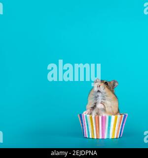 Bezaubernder kleiner Hamster, der in Cupcake-Papier sitzt. Isoliert auf türkisblauem Hintergrund. Stockfoto