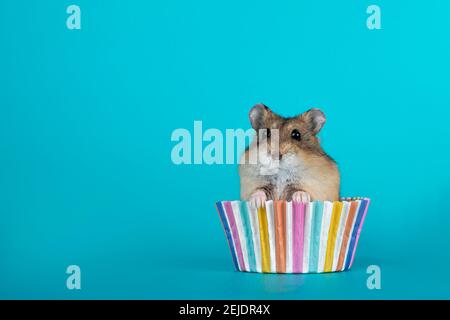 Bezaubernder kleiner Hamster, der in Cupcake-Papier sitzt. Isoliert auf türkisblauem Hintergrund. Stockfoto