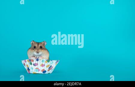 Bezaubernder kleiner Hamster, der in Cupcake-Papier sitzt. Isoliert auf türkisblauem Hintergrund. Stockfoto