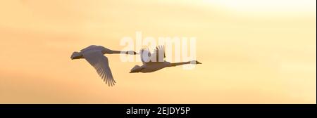 Trompeter Swans im Flug bei Sonnenuntergang, Riverlands Zugvogelschutzgebiet, West Alton, St. Charles County, Missouri, USA Stockfoto