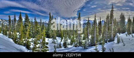 Bäume auf einer schneebedeckten Landschaft mit Berg im Hintergrund, Mount Rainier, Mount Rainier National Park, Washington State, USA Stockfoto