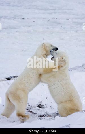 Eisbären (Ursus maritimus), die im Schnee Sparring, Churchill Wildlife Management Area, Churchill, Manitoba, Kanada Stockfoto