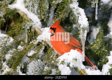 Nördlicher Kardinal (Cardinalis cardinalis) auf der serbischen Fichte (Picea omorika) Pflanze im Winter in Churchill Wildlife Management Area, Churchill, Manitoba, Kanada Stockfoto