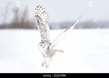 Schneeeule Weibchen abheben im Flug Jagd über ein Schneebedecktes Feld in Kanada Stockfoto