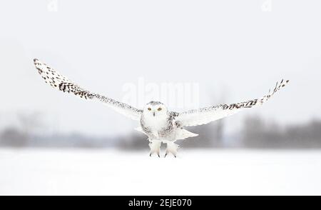 Schneeeule Weibchen abheben im Flug Jagd über ein Schneebedecktes Feld in Kanada Stockfoto