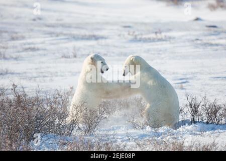 Eisbären (Ursus maritimus), die im Schnee Sparring, Churchill Wildlife Management Area, Churchill, Manitoba, Kanada Stockfoto