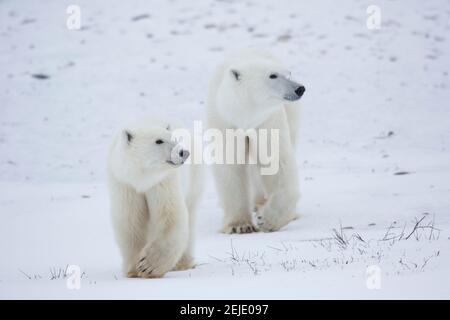 Eisbären (Ursus maritimus) beim Wandern im Schnee, Churchill Wildlife Management Area, Churchill, Manitoba, Kanada Stockfoto