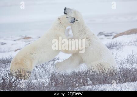 Eisbären (Ursus maritimus), die im Schnee Sparring, Churchill Wildlife Management Area, Churchill, Manitoba, Kanada Stockfoto