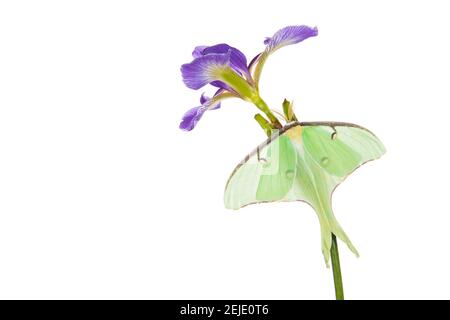 Luna Moth (ACTIAS luna) Barching on Blue Flag Iris (Iris versicolor) Blume, Marion County, Illinois, USA Stockfoto