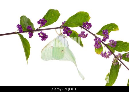 Luna Moth (ACTIAS luna) Barching on Blue Flag Iris (Iris versicolor) Blume, Marion County, Illinois, USA Stockfoto