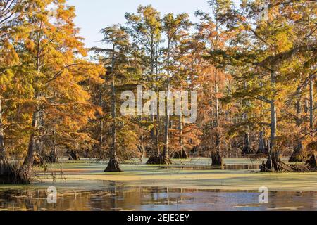 Bald Zypressen in Sumpf, Horseshoe Lake State Fish and Wildlife Area, Alexander County, Illinois, USA Stockfoto