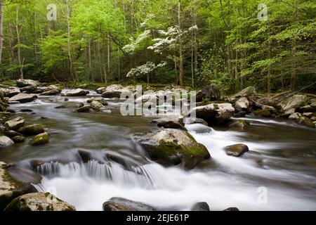 Dogwood Bäume im Frühling entlang Middle Prong, Little River, Tremont, Great Smoky Mountains National Park, Tennessee, USA Stockfoto