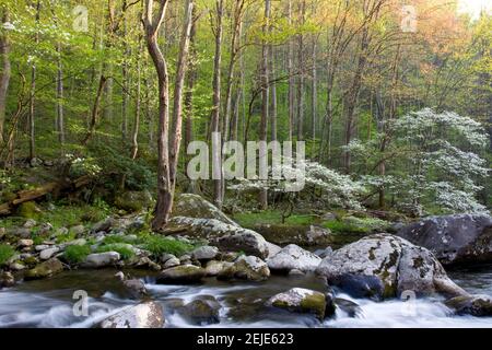 Dogwood Bäume im Frühling entlang Middle Prong, Little River, Tremont, Great Smoky Mountains National Park, Tennessee, USA Stockfoto