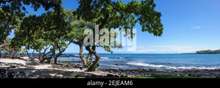 Baum Heliotrop am Strand, Kukio Bay, Kailua Kona, Hawaii, USA Stockfoto