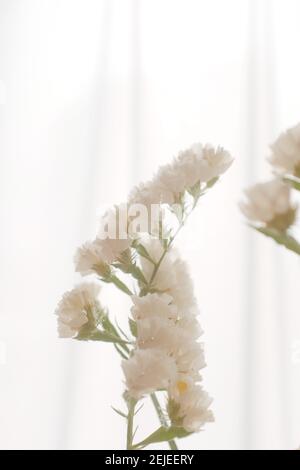 Vertikale Aufnahme von schönen weißen Blumen i Stockfoto