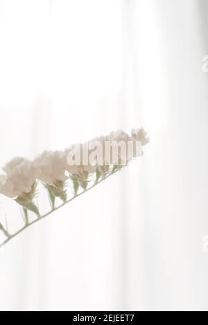 Vertikale Aufnahme von schönen weißen Blumen drinnen Stockfoto