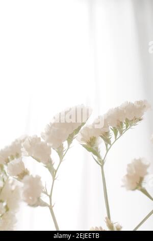 Vertikale Aufnahme von schönen weißen Blumen drinnen Stockfoto