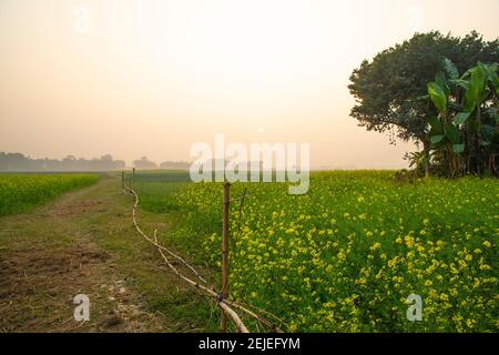 Gelb Senf Blume Feld unter dem offenen Himmel Stockfoto