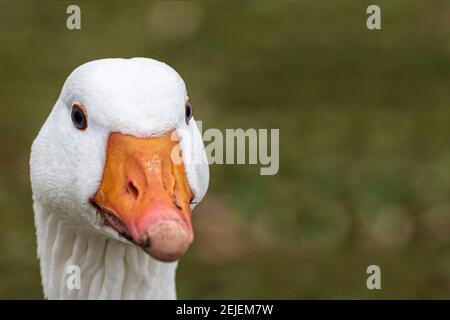 Weiße Bauernhofgans auf dem Boden sitzend. Stockfoto