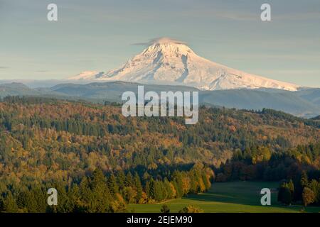 Bäume auf einer Landschaft mit Berg im Hintergrund, Mt Hood, Jonsrud Aussichtspunkt, Sandy, Clackamas County, Oregon, USA Stockfoto