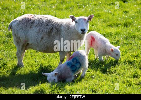 Abermagwr, Ceredigion, Wales, Großbritannien. 22nd Februar 2021 UK Wetter: Frühfrühling Lämmer genießen das wärmere Wetter, wie der Tag mit Sonnenschein weiter. © Ian Jones/Alamy Live News Stockfoto