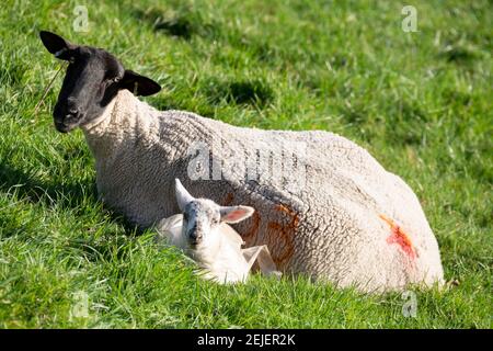 Abermagwr, Ceredigion, Wales, Großbritannien. 22nd Februar 2021 UK Wetter: Frühfrühling Lämmer genießen das wärmere Wetter, wie der Tag mit Sonnenschein weiter. © Ian Jones/Alamy Live News Stockfoto