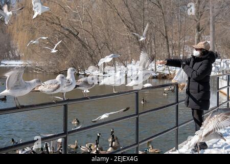 Eine nicht identifizierbare asiatische Amerikanerin füttert Seemöwen und Enten am See im Kissena Park, Flushing, Queens, NYC. Stockfoto